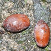 �V���u�J�K�V