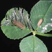 �V���c���N�T