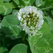 �V���c���N�T