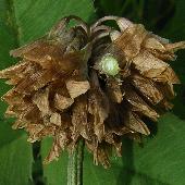 �V���c���N�T