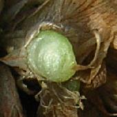 �V���c���N�T