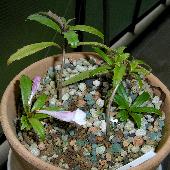 �V�V������