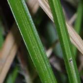 �V���E�W���E�X�Q