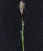 �V���E�W���E�X�Q