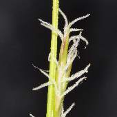 �V���E�W���E�X�Q