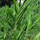 �V���N�V��