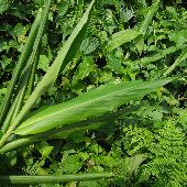 �V���N�V��