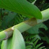 �V���N�V��