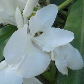 �V���N�V��