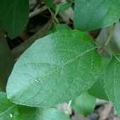 �X�C�J�Y��