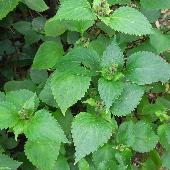 �X�Y���V�o�i