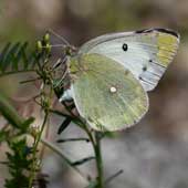 �X�Y���m�G���h�E