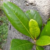 �^�C�T���{�N