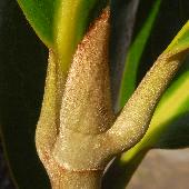 �^�C�T���{�N