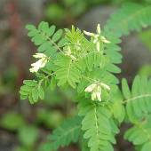 �^�C�c���I�E�M