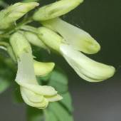 �^�C�c���I�E�M