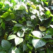 �^�J�i�^�}��