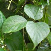 �^�J�i�^�}��