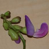 �^�J�i�^�}��