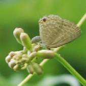 �^�J�i�^�}��