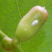 �^�J�i�^�}��