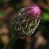 �^�����\�E