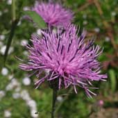 �^�����\�E