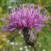 �^�����\�E