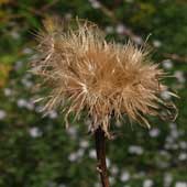 �^�����\�E