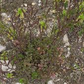 �^�l�c�P�o�i