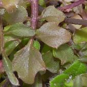 �^�l�c�P�o�i