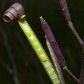 �^�l�c�P�o�i