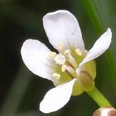 �^�l�c�P�o�i