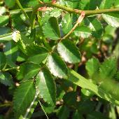 �e���n�m�C�o��