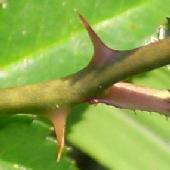 �e���n�m�C�o��