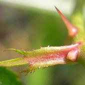 �e���n�m�C�o��