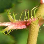 �e���n�m�C�o��