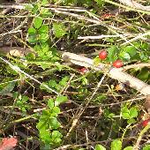 �e���n�m�C�o��