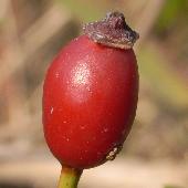 �e���n�m�C�o��