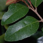 �g�Q�C�k�c�Q