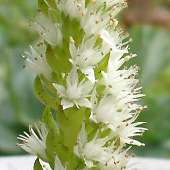 �c�������Q