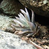 �c�������Q