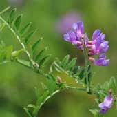 �c���t�W�o�J�}