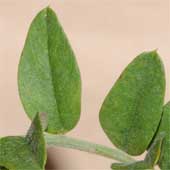 �c���t�W�o�J�}