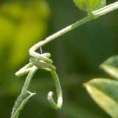 �c���t�W�o�J�}