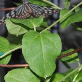 �c�����E�����J