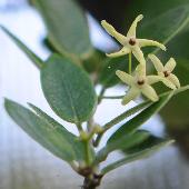 �c�����E�����J