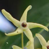 �c�����E�����J