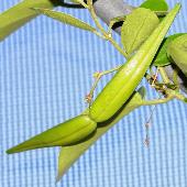 �c�����E�����J