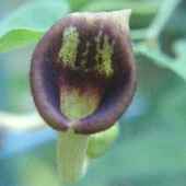 �E�}�m�X�Y�N�T